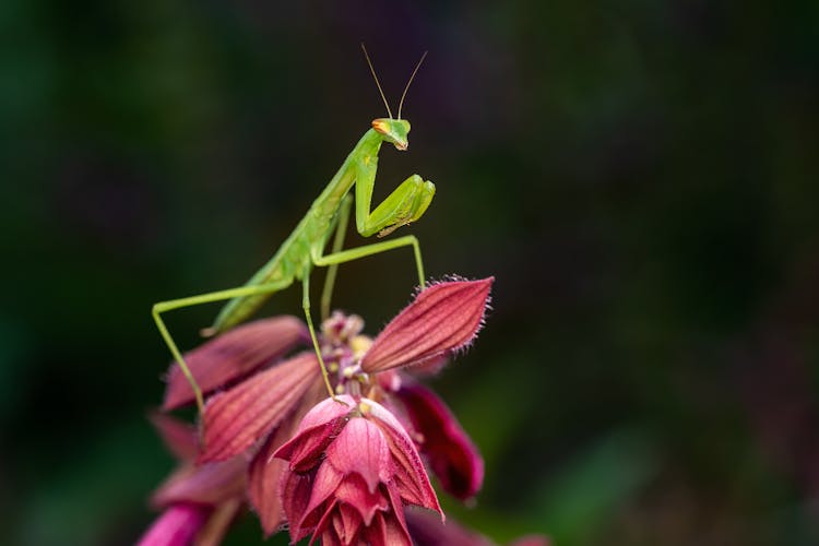 Close-Up Shot Of A Mantis 