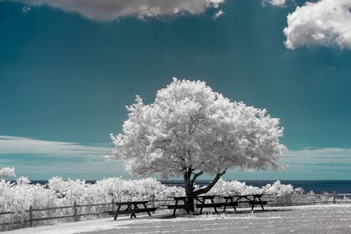 Безкоштовне стокове фото на тему «білий, дерево, застуда» стокове фото