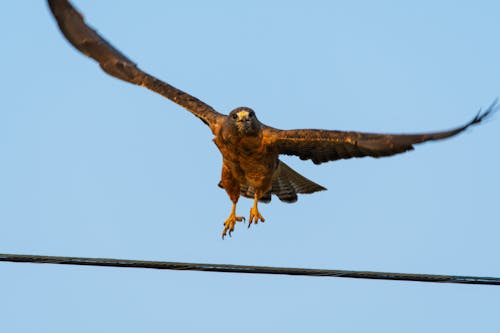 Uccello Che Vola Nell'aria