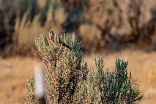 Brown Bird on Green Leafed Plant