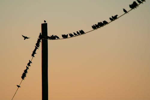 Flock of Birds Perched on Post Cable