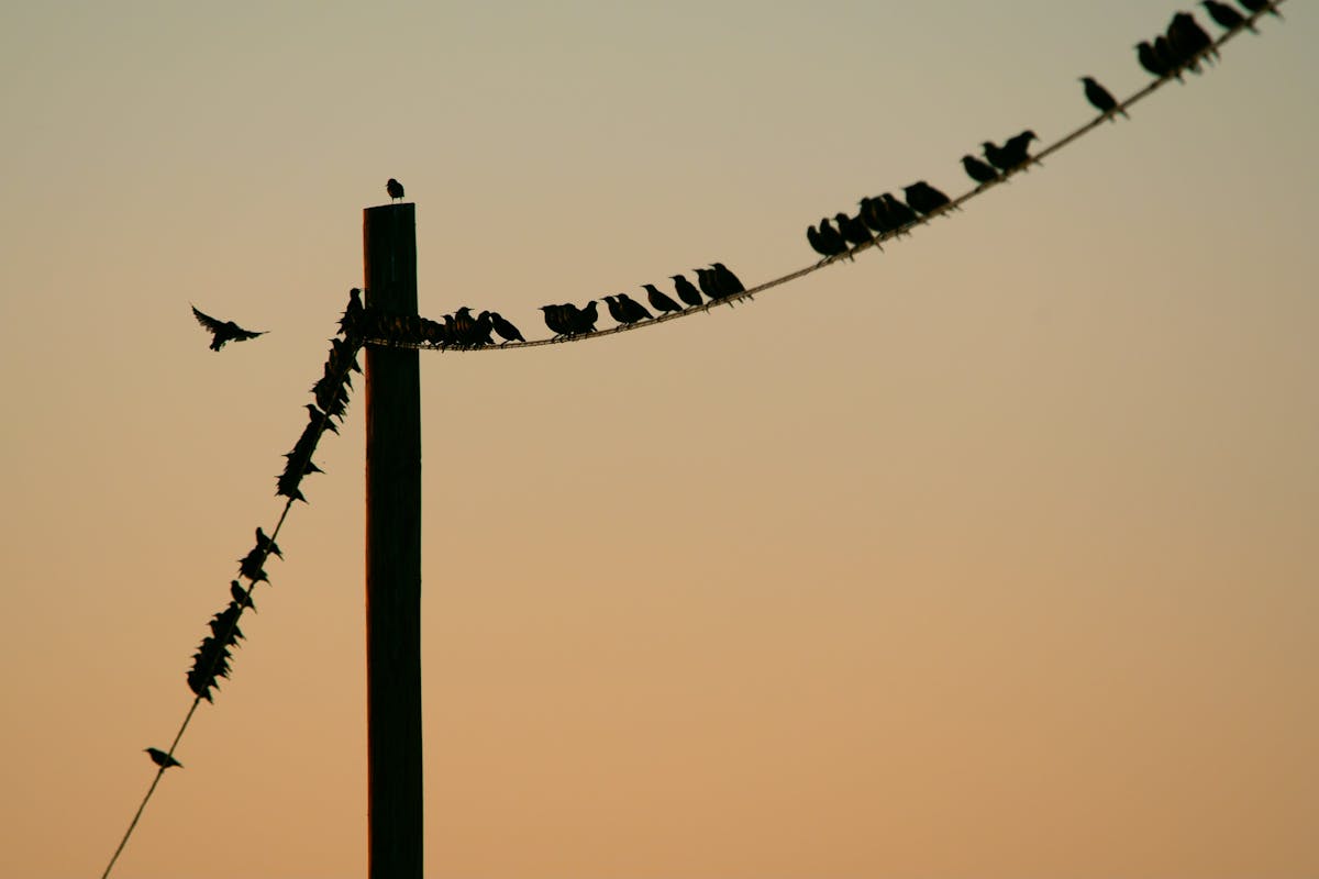 Flock of Birds Perched on Post Cable