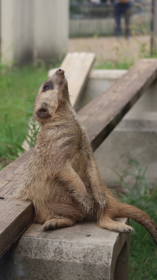 Δωρεάν στοκ φωτογραφιών με meerkat, γκρο πλαν, ζώο