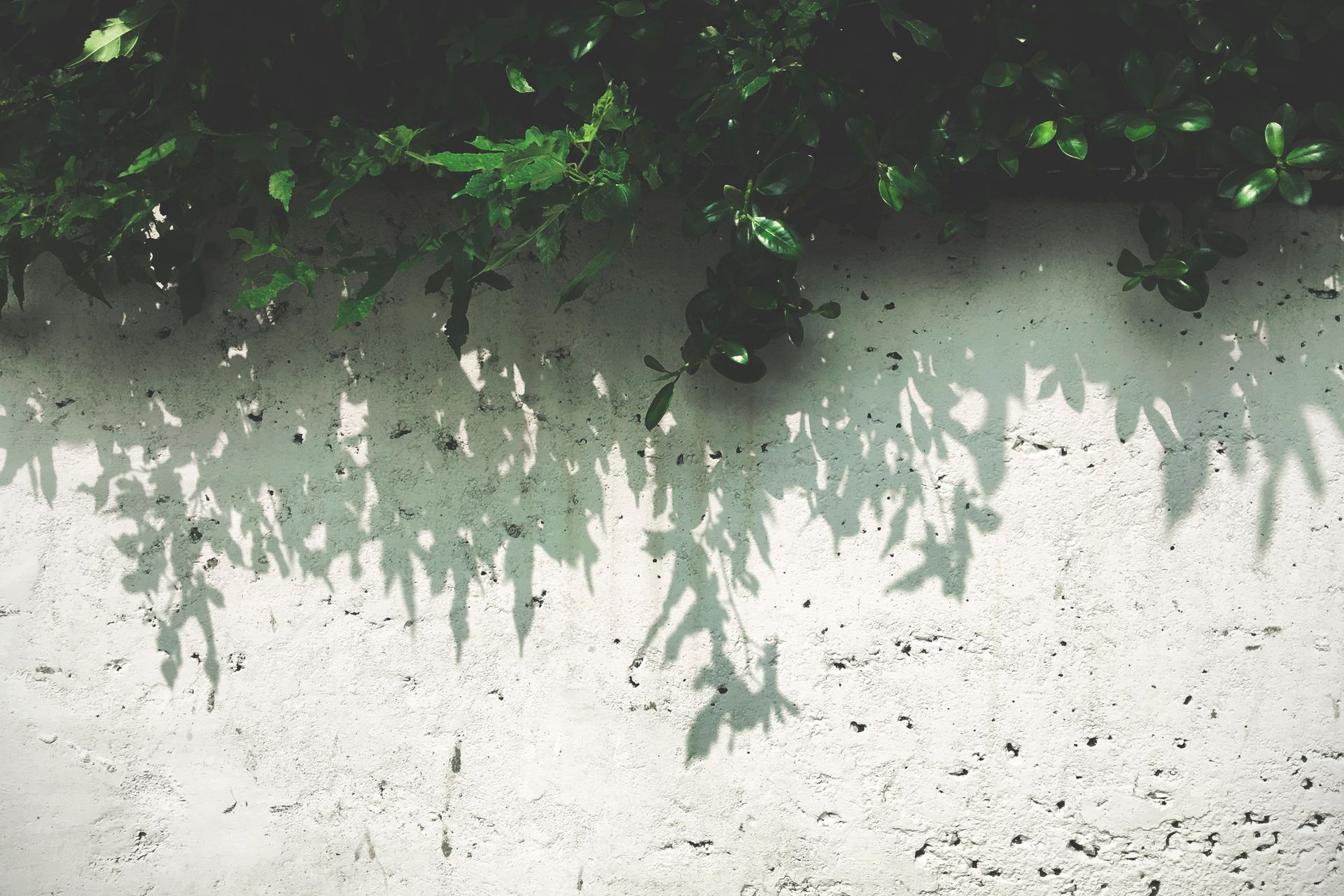 Beautiful interplay of light and shadows of lush green leaves on a textured white wall.