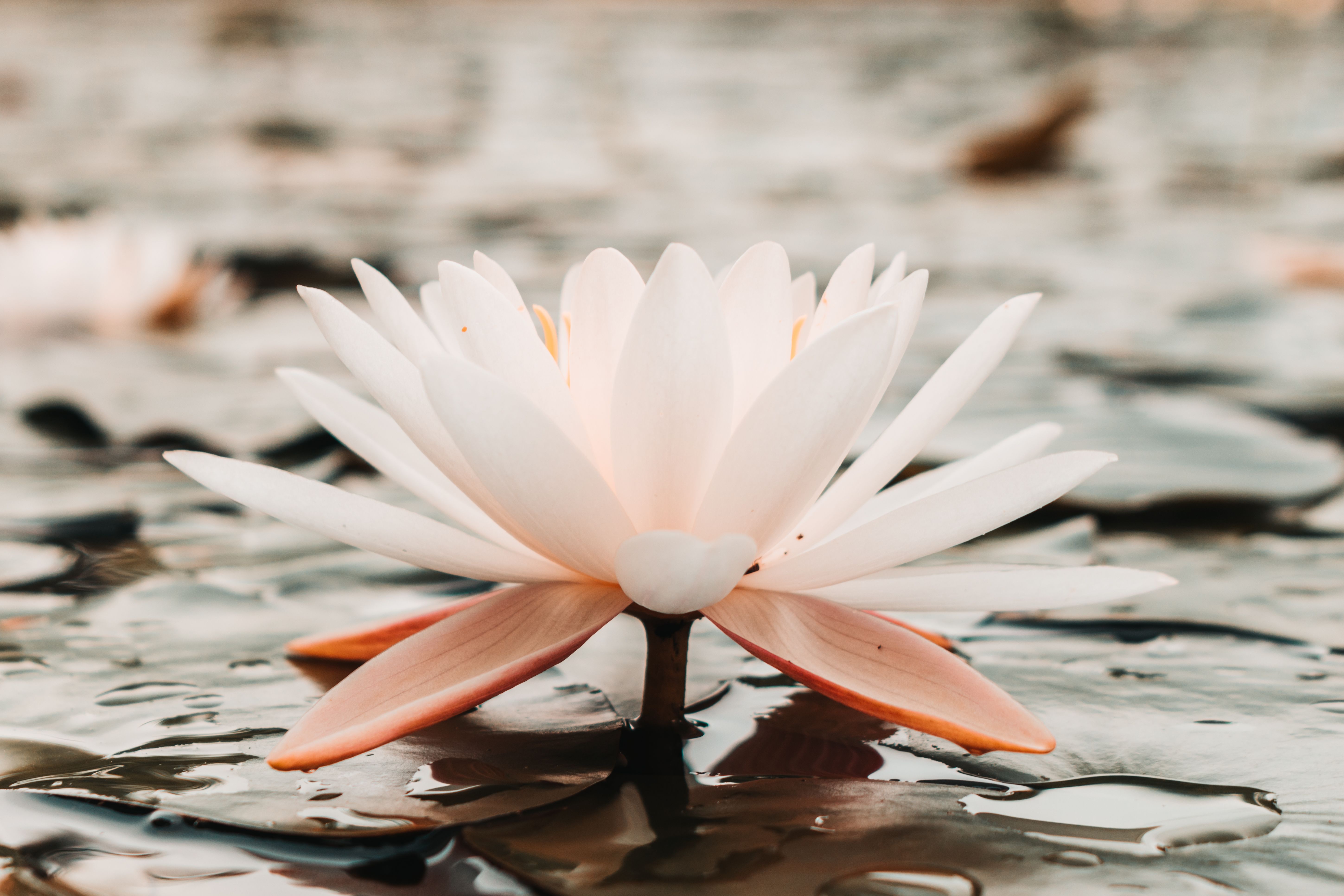 White Flower in Close Up Photography · Free Stock Photo