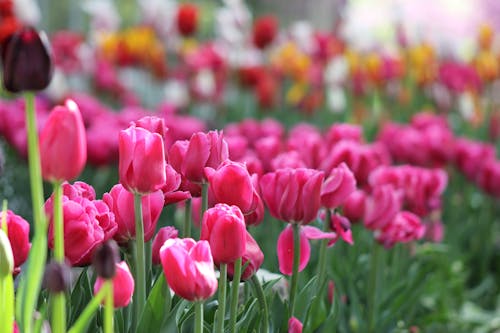 Tulips in Close Up Photography