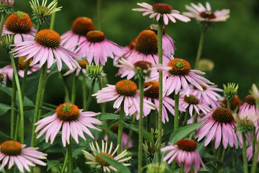Beautiful purple coneflowers in full bloom captured in Toronto's outdoor gardens.