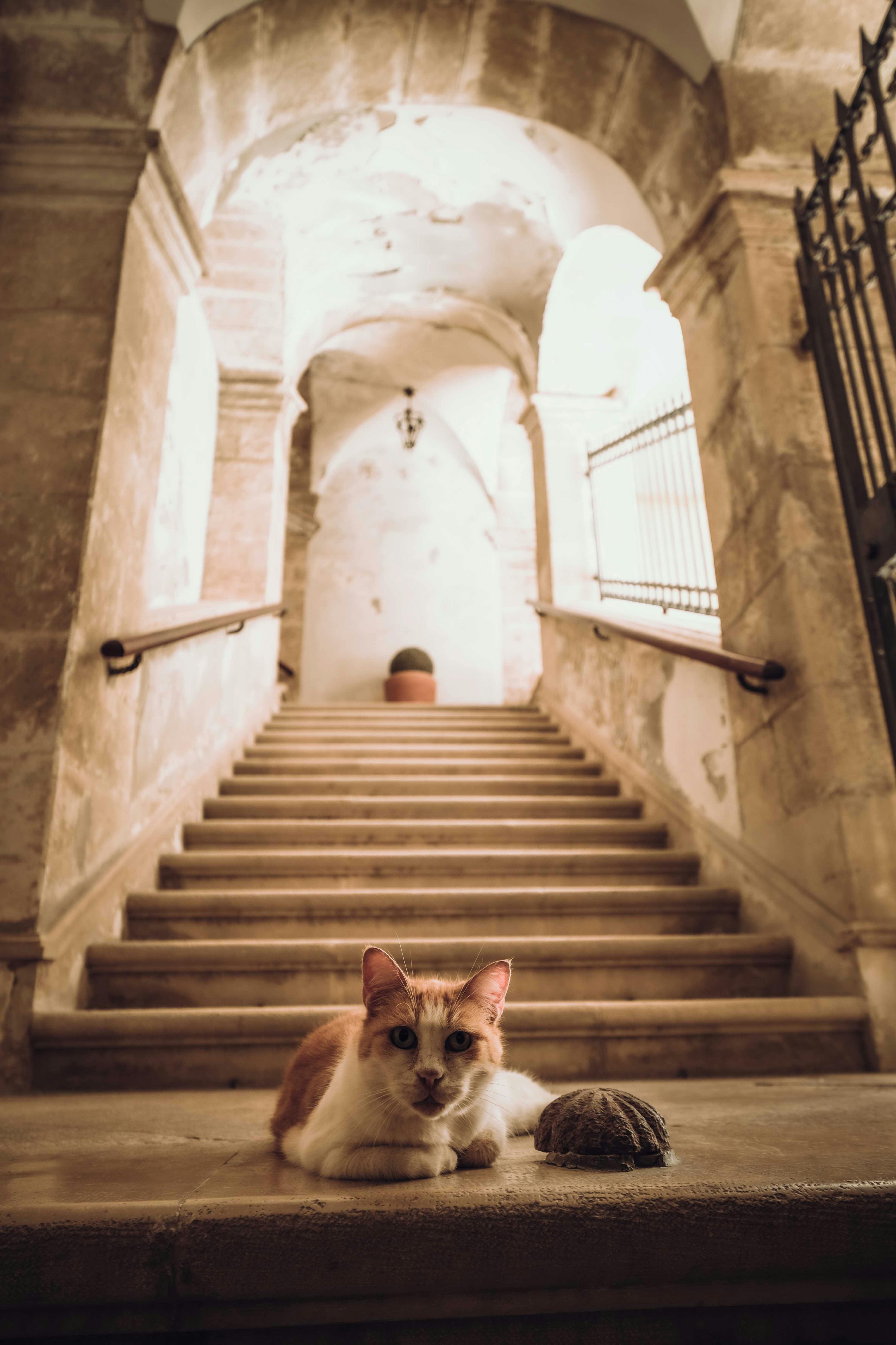 Cat on the Staircase in a Castle · Free Stock Photo