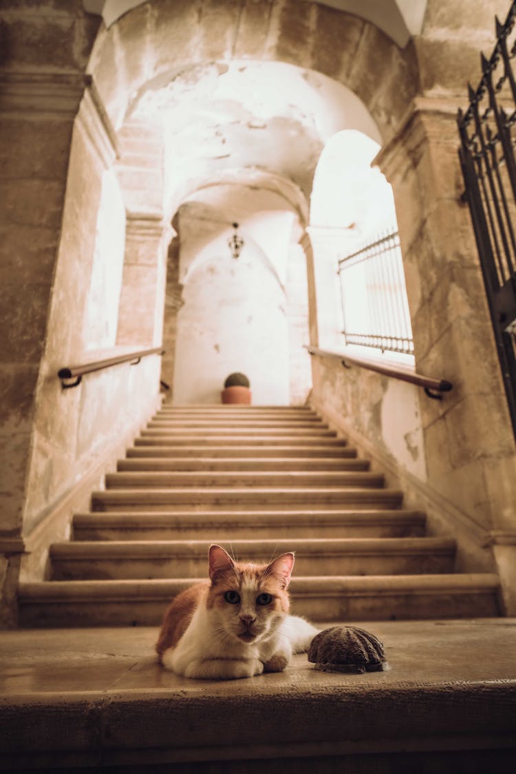 Cat On The Staircase In A Castle 