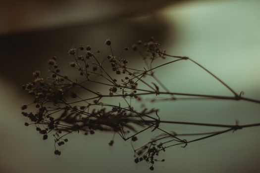 婴儿呼吸花枯萎的艺术剪影照片，营造出宁静而略带忧郁的氛围