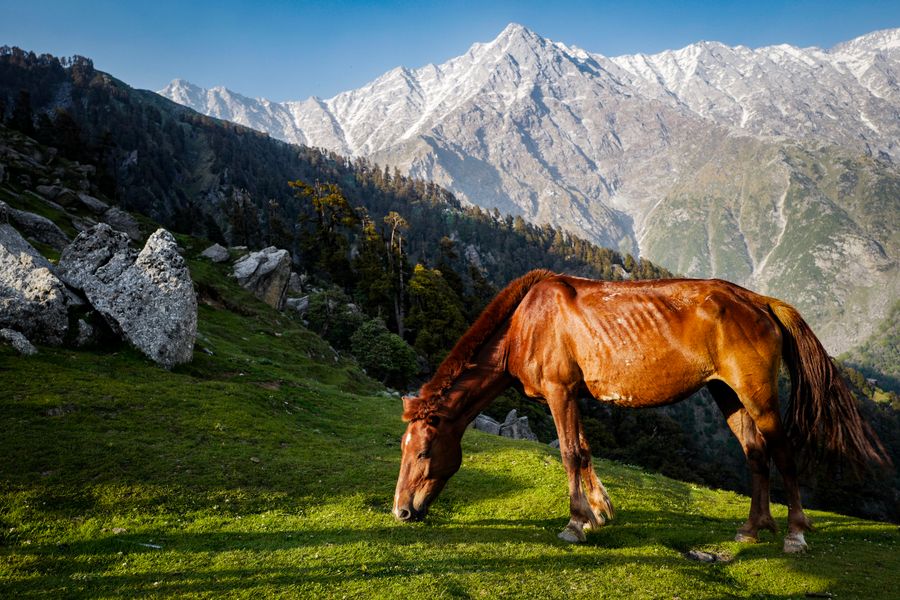Great Himalayan National Park photo 1