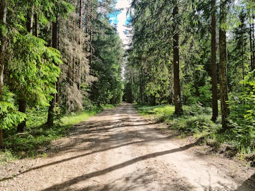 Foto profissional grátis de árvores verdes, Estônia, estrada de terra