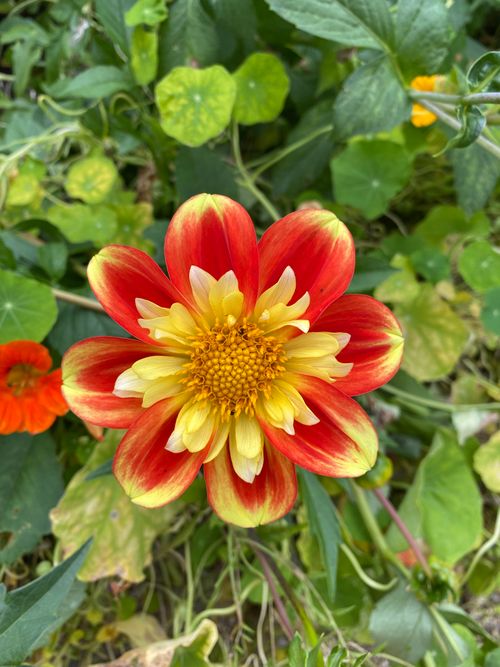 Free Close-up of a vibrant red and yellow dahlia flower in full bloom, showcasing nature's beauty. Stock Photo
