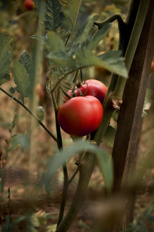 Free A close-up view of ripe tomatoes growing on the vine, showcasing their freshness and vibrant color. Stock Photo
