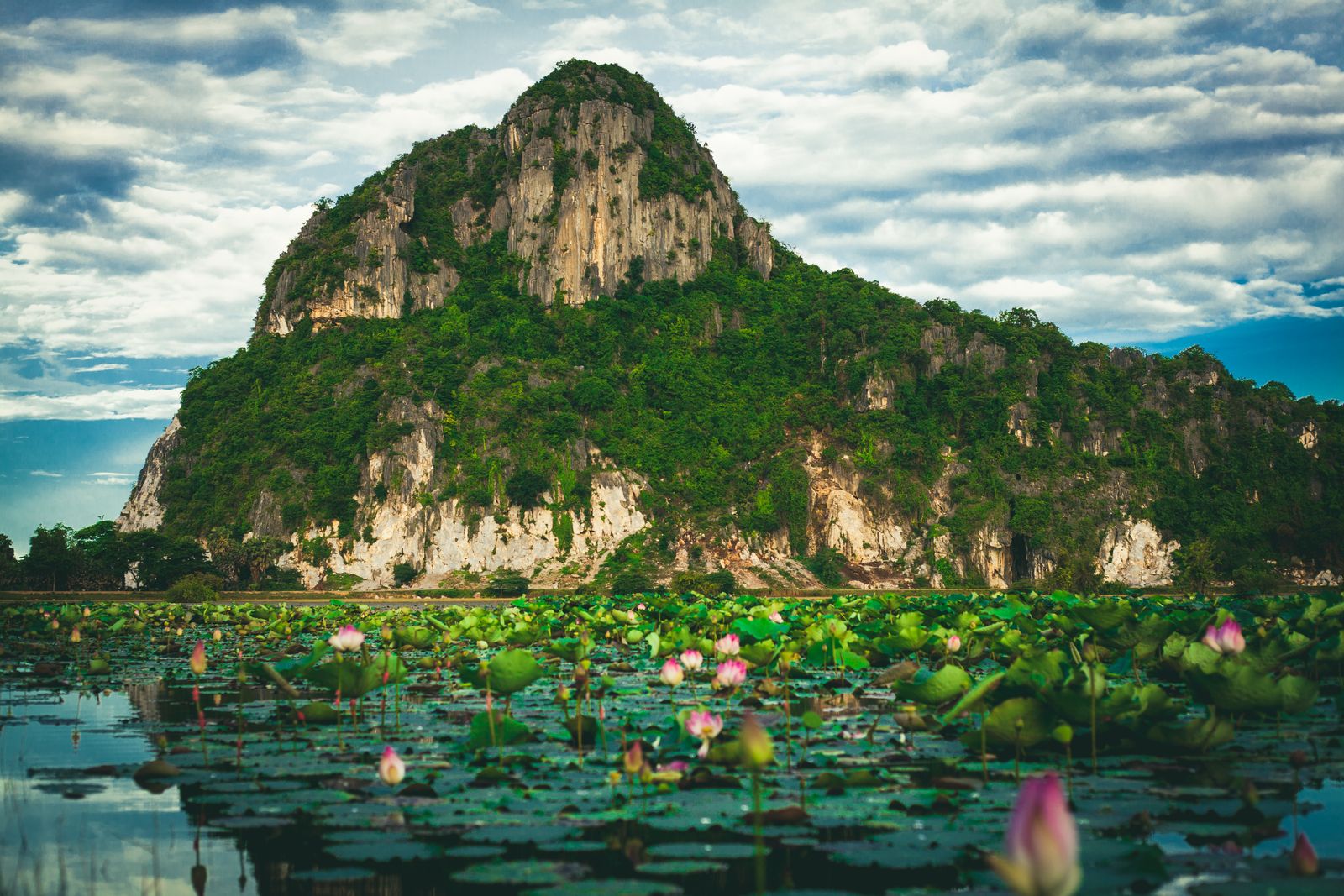 Lotus pond beneath limestone hills near Pursat, Cambodia