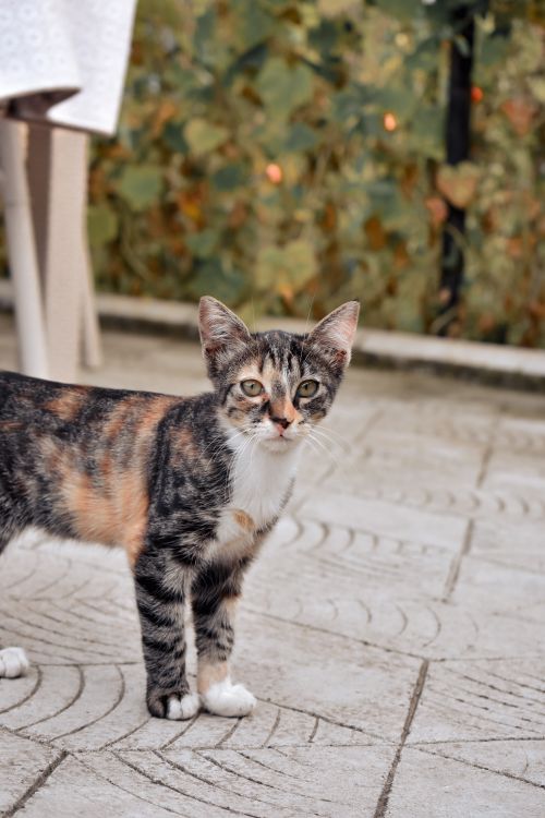 Free Adorable tabby cat standing on a patio looking curiously at the camera. Perfect for pet lovers. Stock Photo