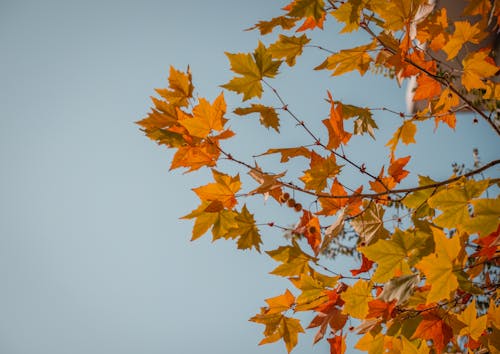 Fotobanka s bezplatnými fotkami na tému javorové listy, jeseň, modrá obloha