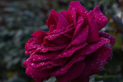 Red Rose with Water Droplets