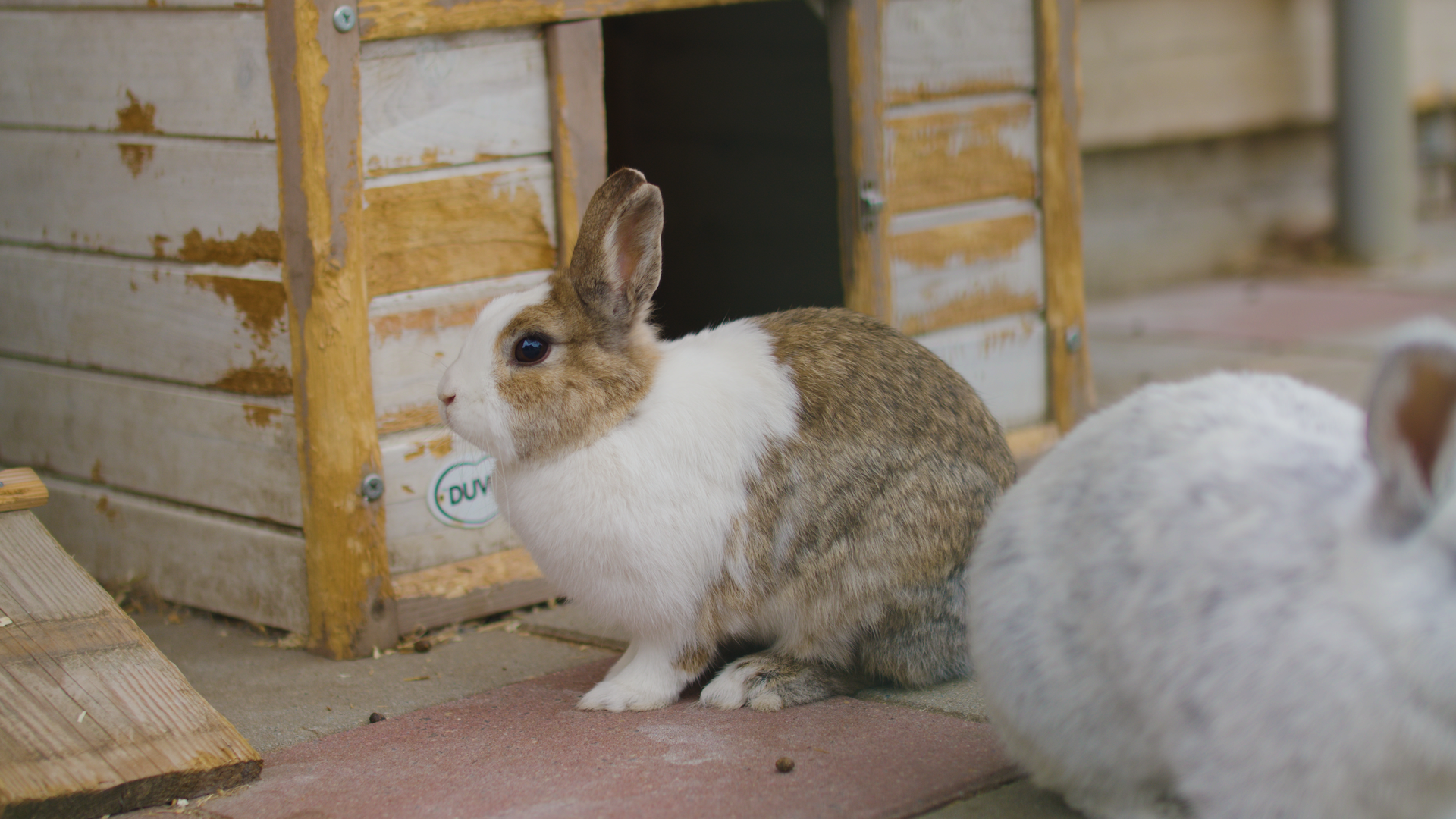 A cute rabbit sitting near a wooden hutch in Zwolle, Netherlands.