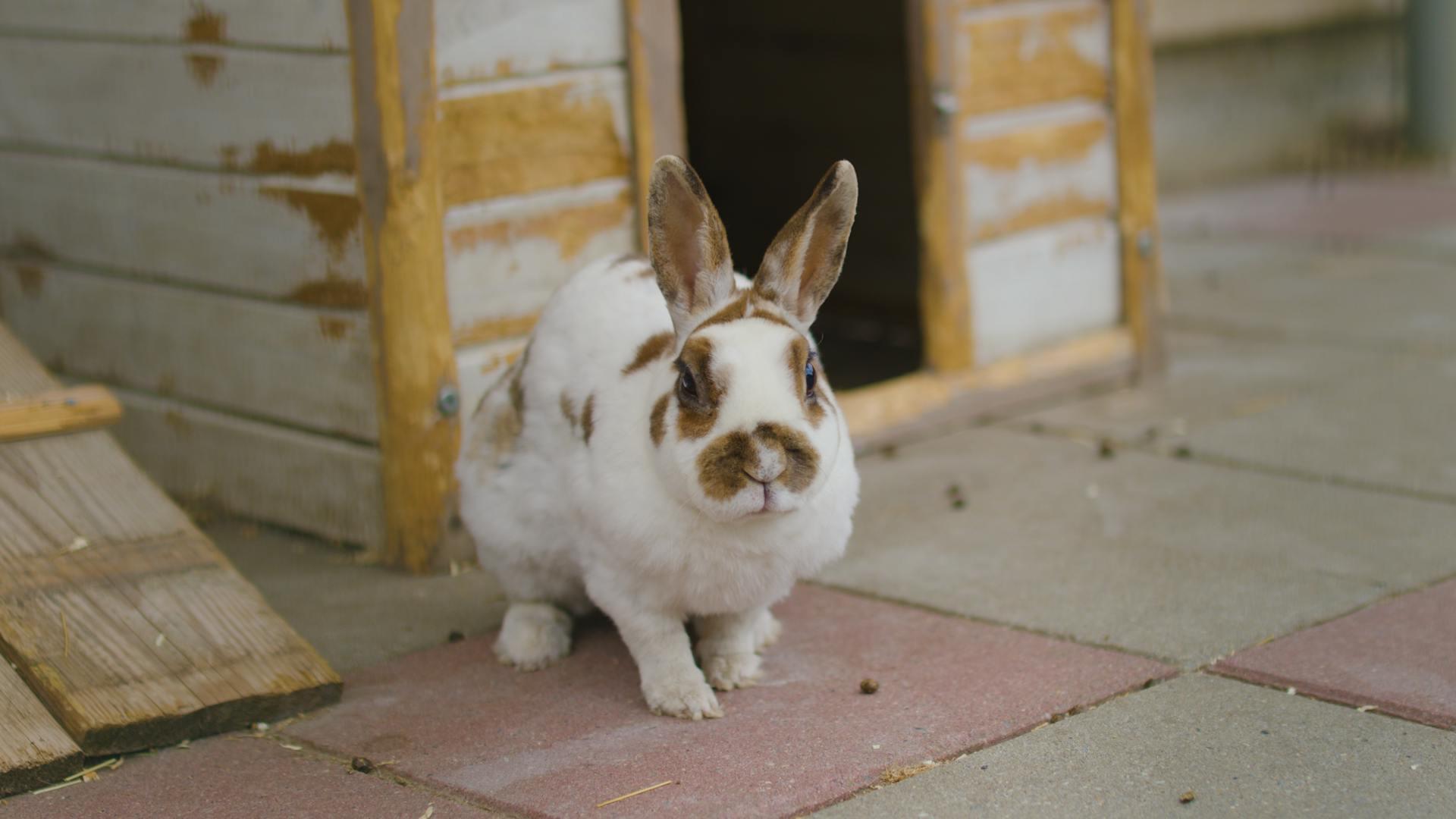 Adorable domestic rabbit sitting by a wooden hutch in an outdoor setting in Zwolle, Netherlands.