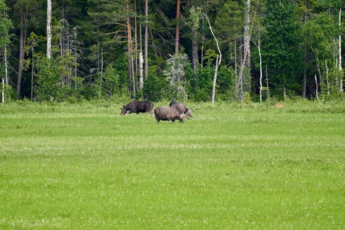 Free Buffalos on Green Grass Field Stock Photo