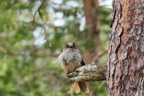 Shallow Focus of Siberian Jay Perched on Tree Branch
