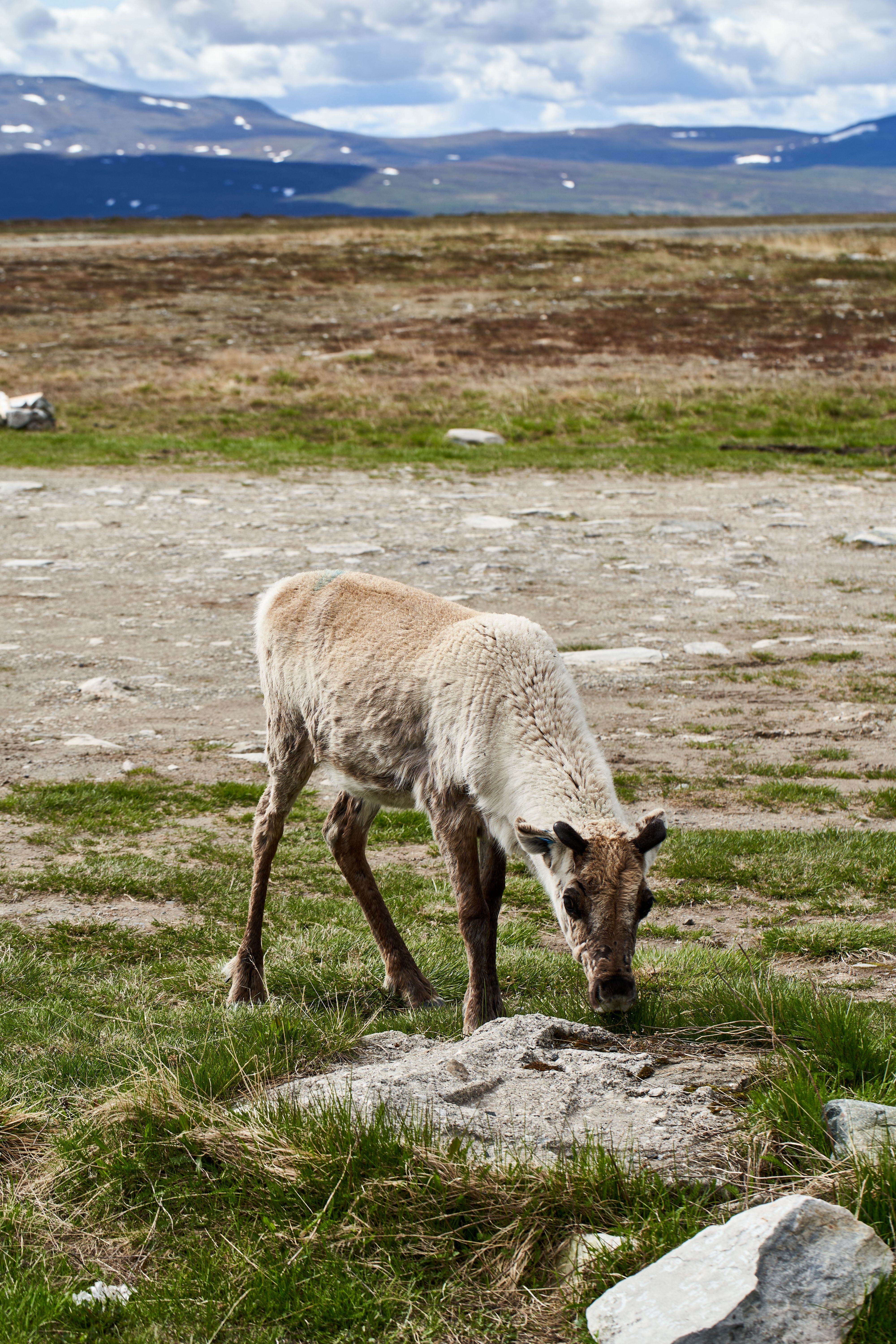 A serene image of a reindeer grazing in the natural landscape of Jamtland County, Sweden.