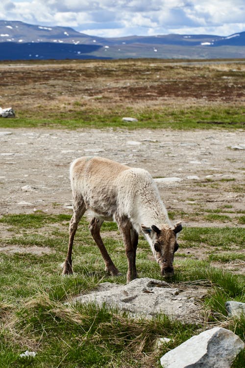 alan, arazi, dikey atış içeren Ücretsiz stok fotoğraf