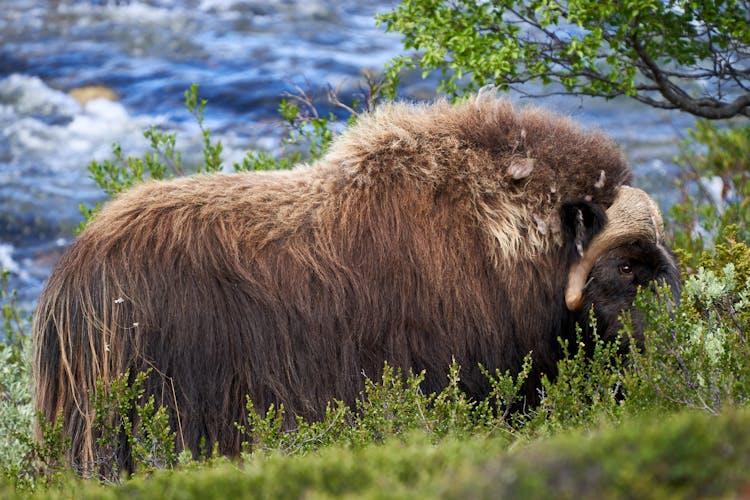 Brown Musk Ox On Green Grass Field