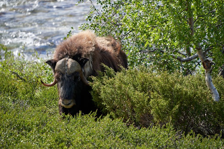 Musk Ox On Green Grass