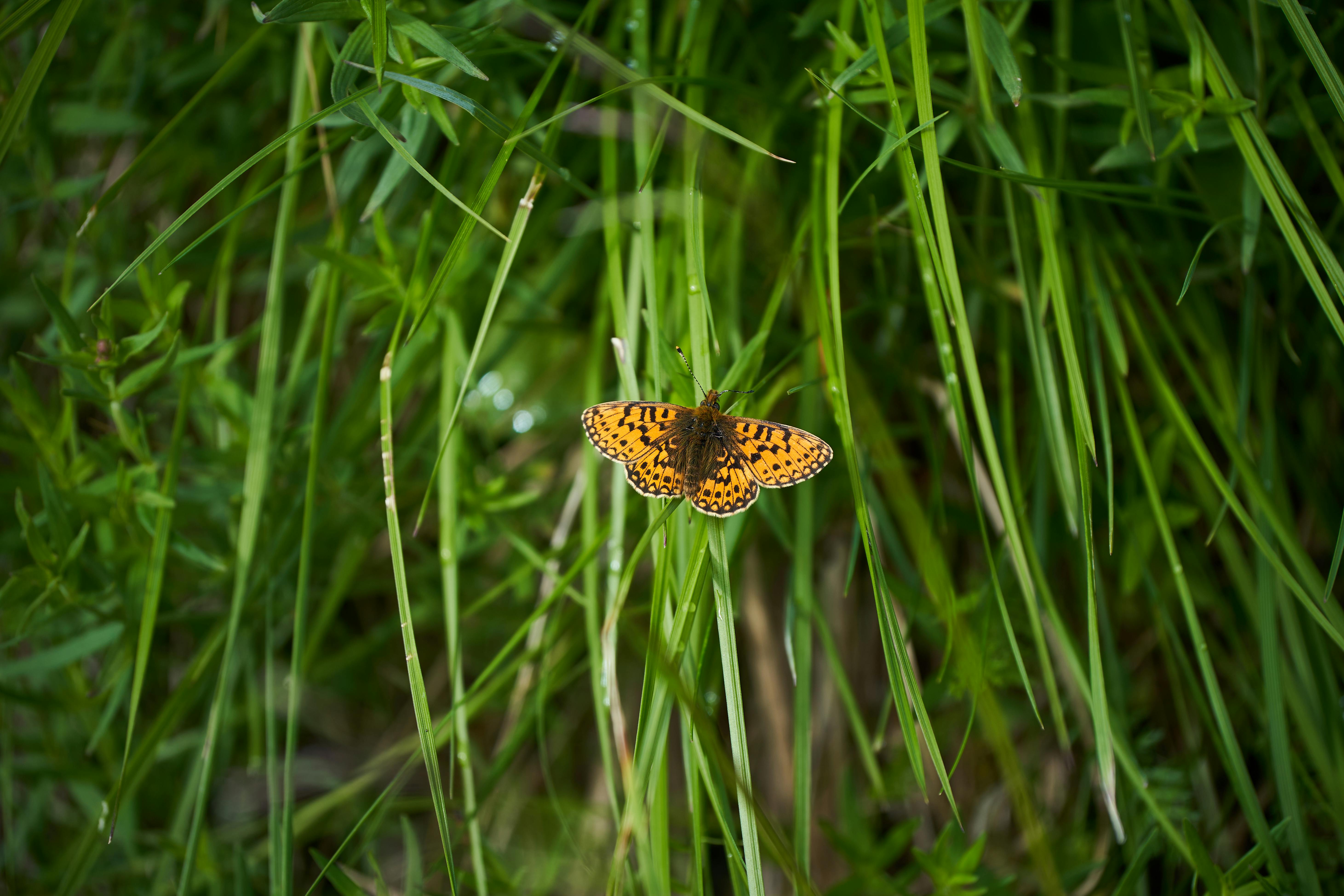 Close-up of a vibrant orange butterfly perched among green grass blades.