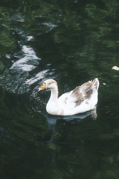 A Goose on Water 