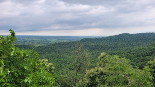 Foto profissional grátis de árvore verde, depois da chuva, fundo 4k