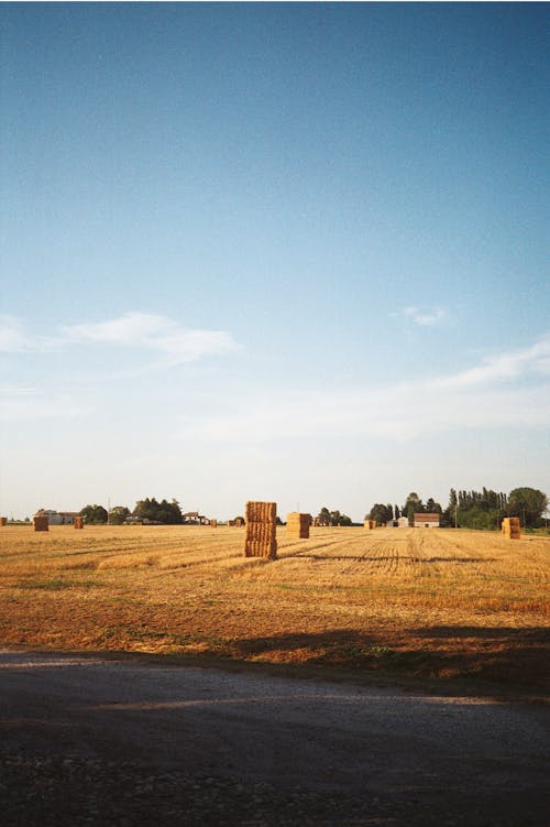 Brown Grass Field Under the Blue Sky