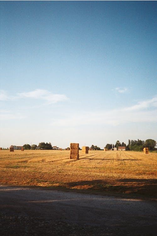 Fotos de stock gratuitas de agricultura, balas de heno, campo marrón