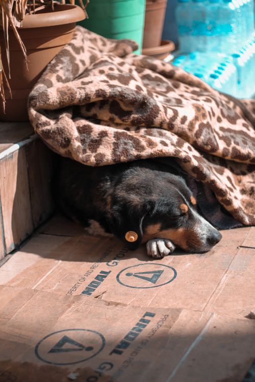 Free A sleeping dog peacefully snuggled under a patterned blanket outdoors on a sunny day. Stock Photo