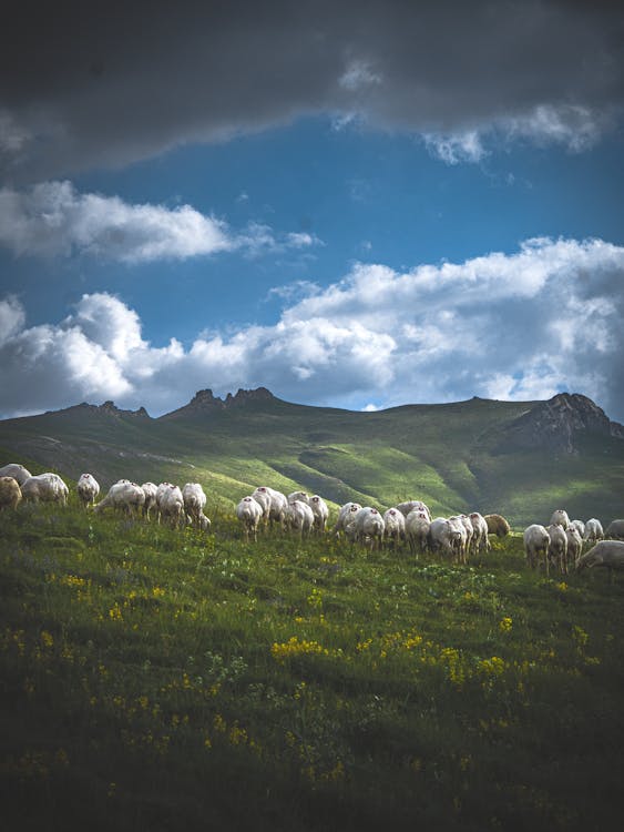 Flock of Sheep on a Mountain Pasture 