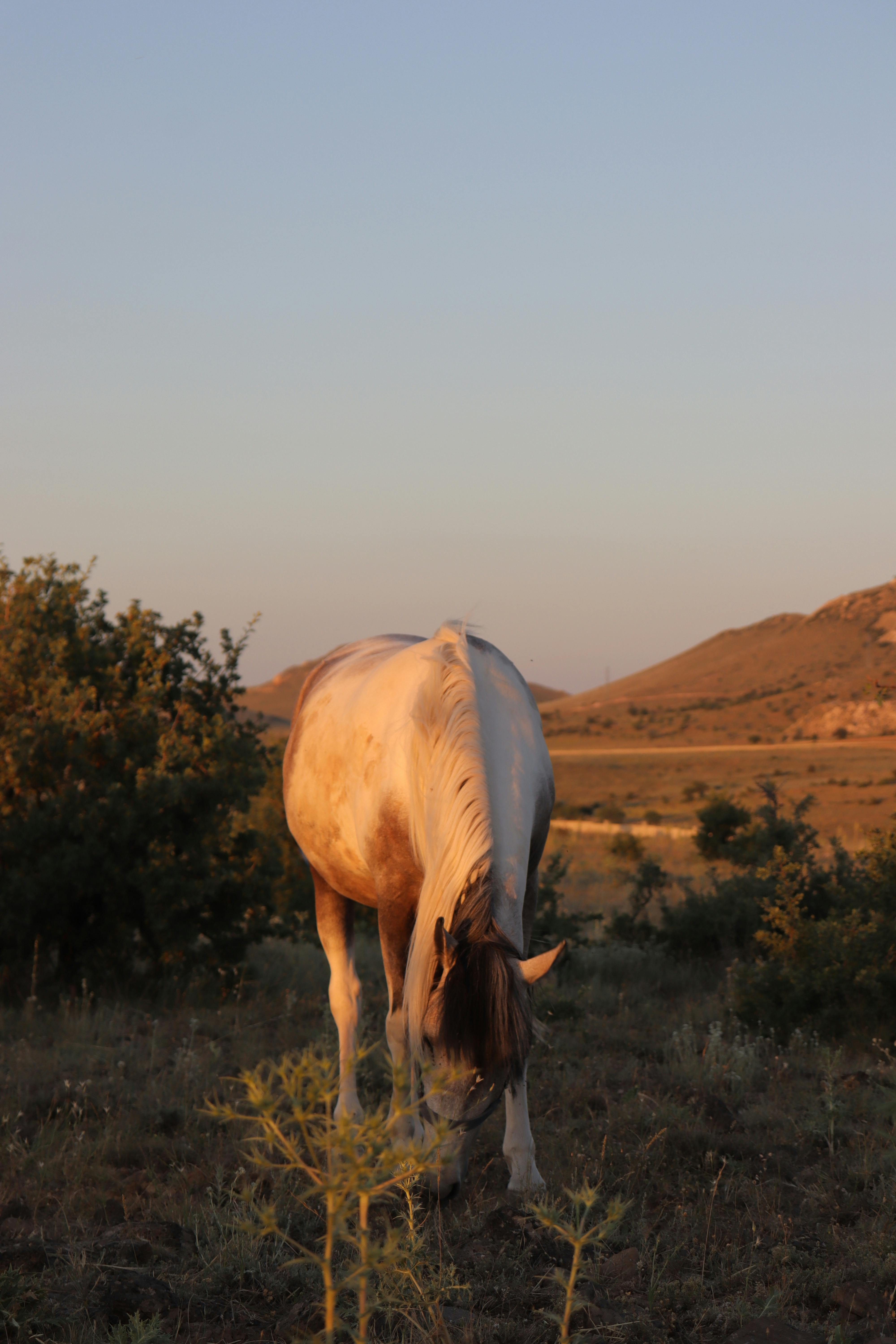 Can I sell a horse tax free?
