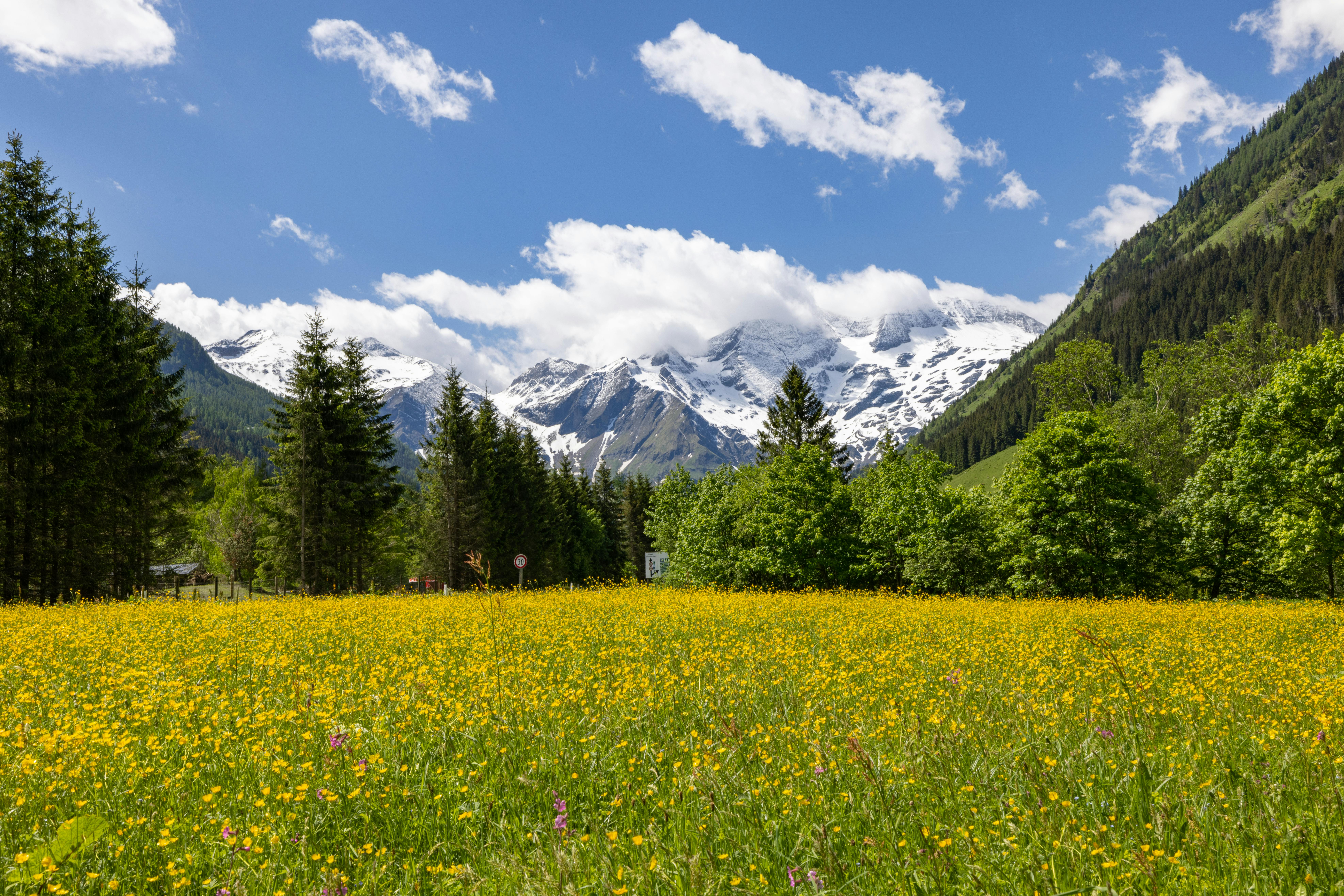Yellow Flower Field Near Trees and Mountains · Free Stock Photo