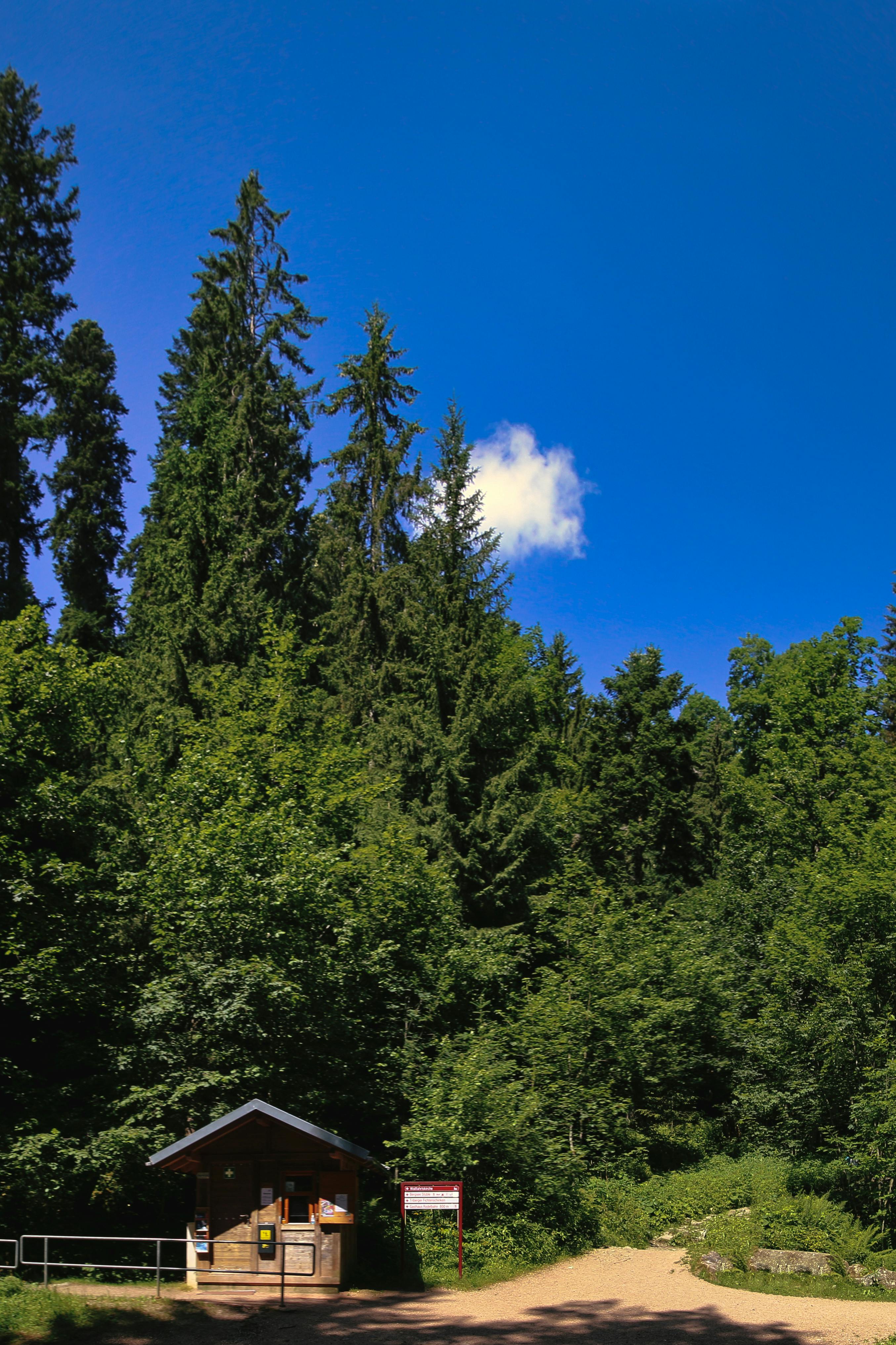 wooden-pathway-in-the-forest-free-stock-photo