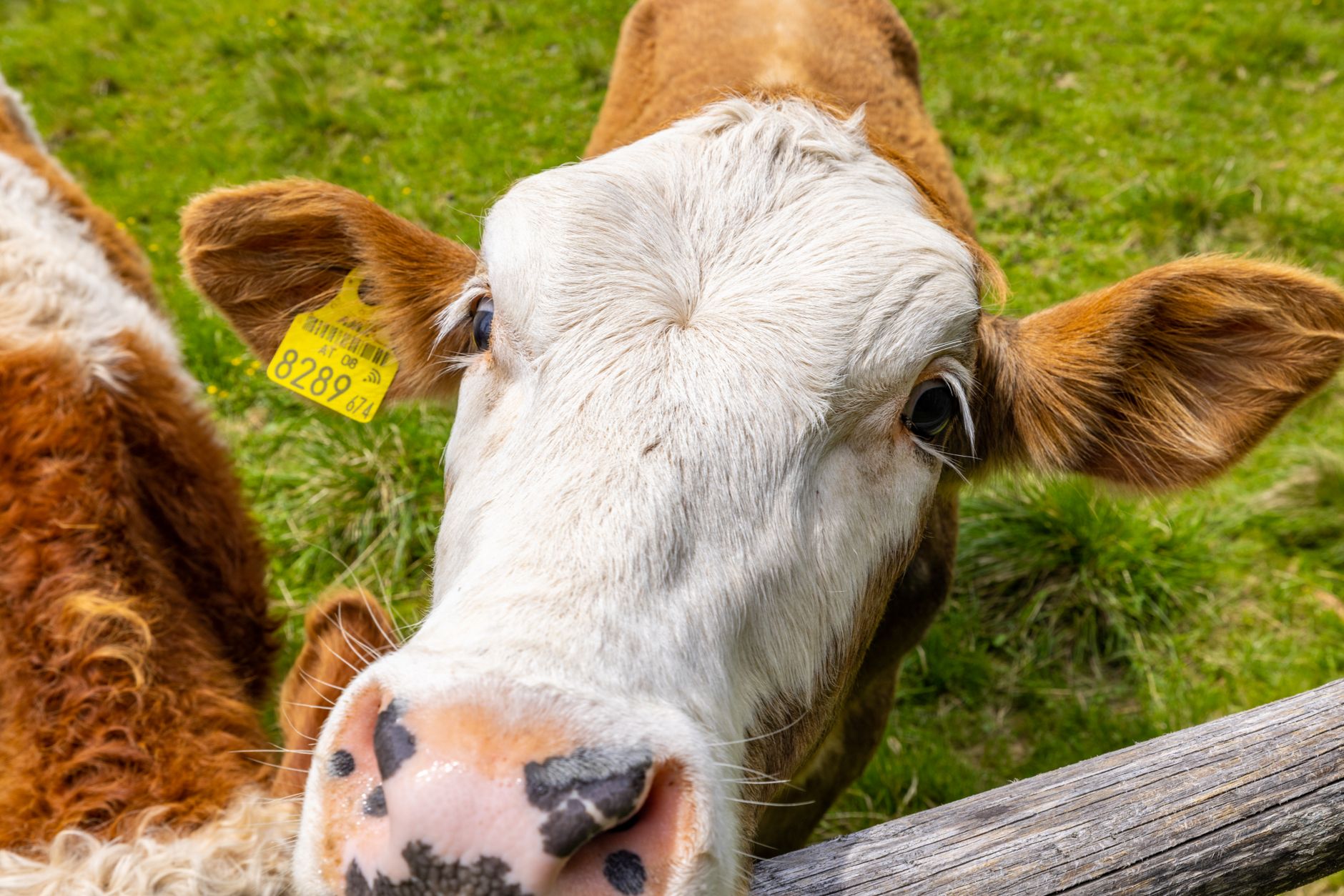 Veterinarian examining a cow during a checkup