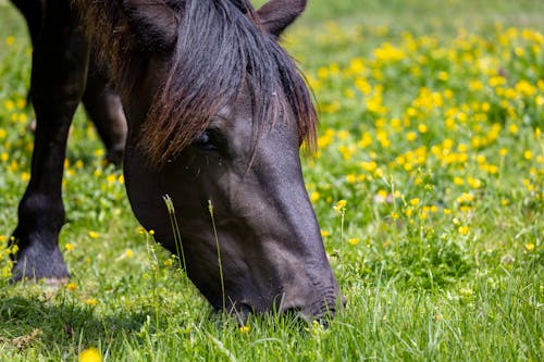 Black Horse Eating Green Grass