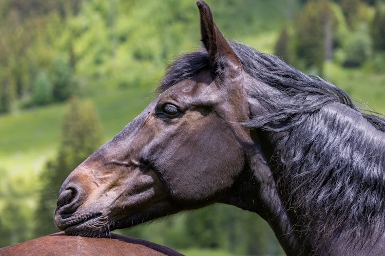 Close-Up Shot Of A Horse