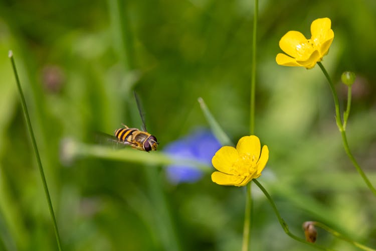 Bees Flying To The Yellow Flower