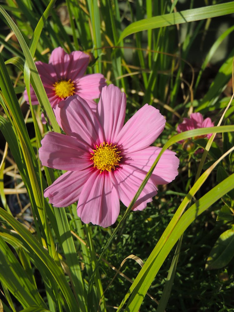 Close-Up Shot Of Blooming Garden Cosmos