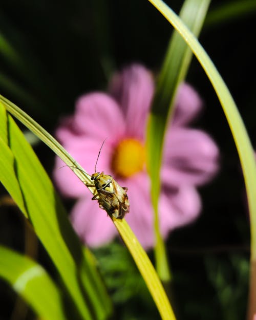 Photos gratuites de brin d'herbe, fermer, insecte