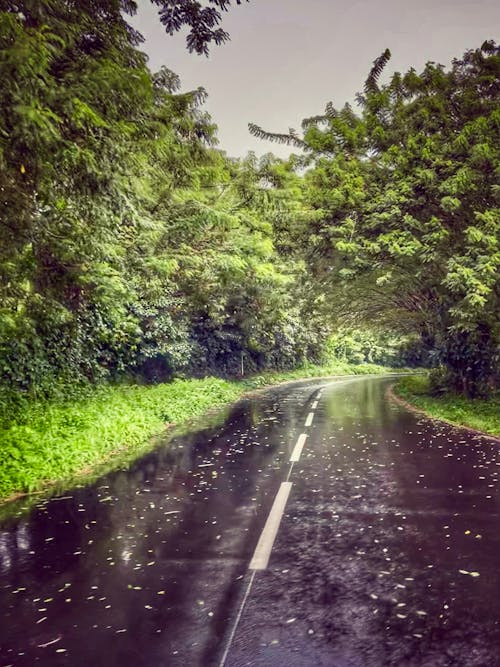 Free stock photo of after the rain, asphalt road, big trees Stock Photo
