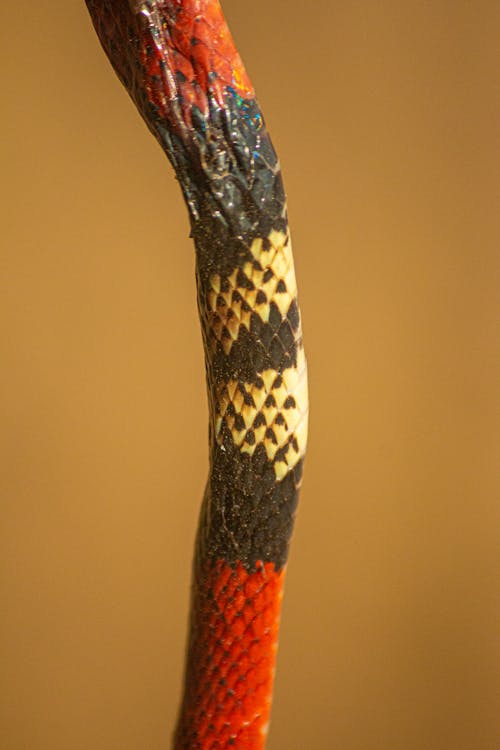 Snake in Close Up Photography