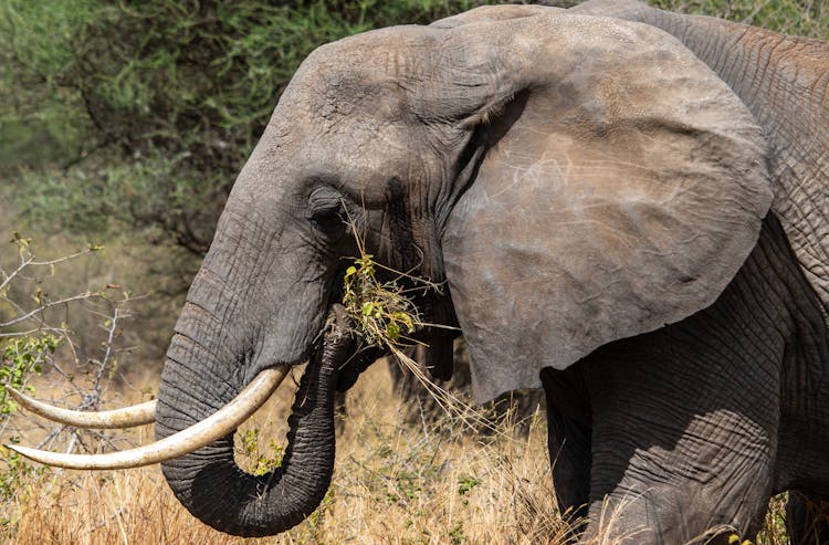 Close-Up Shot Of An Elephant 