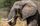 african elephant